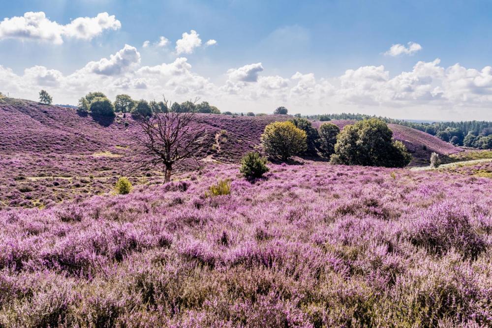 Sfeervolle Chalet Op De Veluwe In Hoenderloo Otel Dış mekan fotoğraf